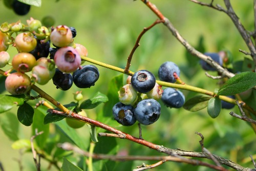 Blueberries on branch for BLOG
